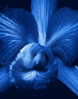 Guerlain Orchidee Imperiale Brightening: The Radiance Eye Serum - 15ml