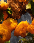 Guerlain Aqua Allegoria: Mandarine Basilic Frote - Eau De Parfum - 75ml / 200ml (Refill)