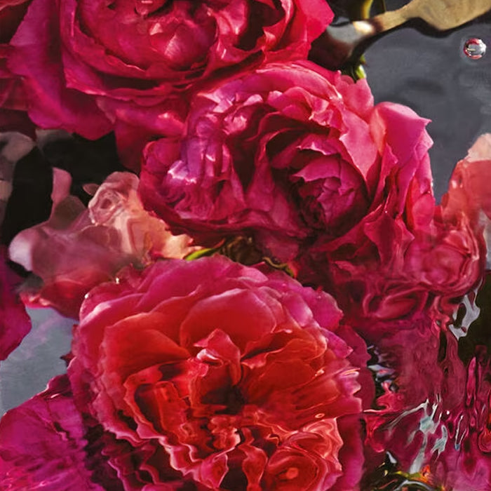 Guerlain Aqua Allegoria: Rosa Rossa Frote - Eau De Parfum - 75ml / 200ml (Refill)