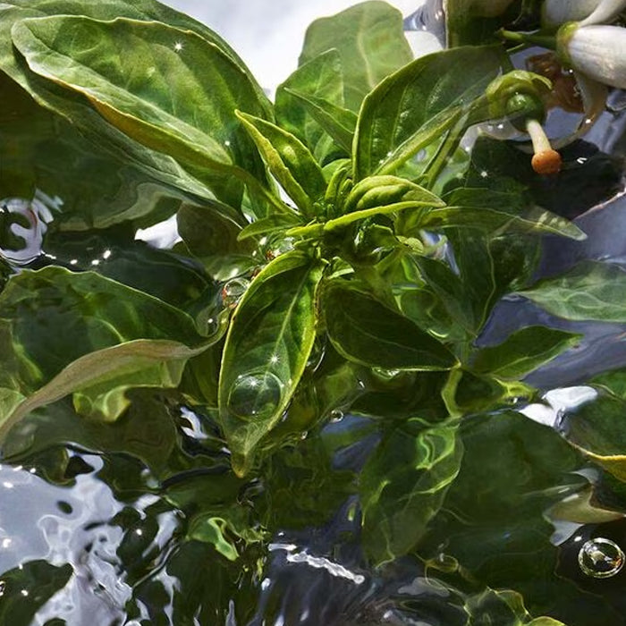 Guerlain Aqua Allegoria: Mandarine Basilic - Eau De Toilette - 75ml / 200ml (Refill)