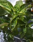 Guerlain Aqua Allegoria: Mandarine Basilic - Eau De Toilette - 75ml / 200ml (Refill)